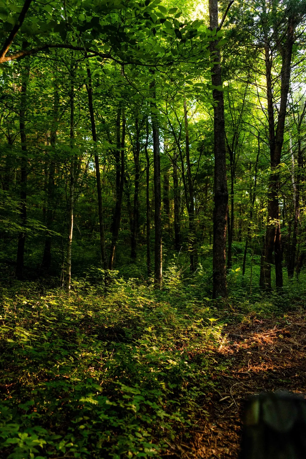0 Robinson Rd Thompsons Station, TN 37179