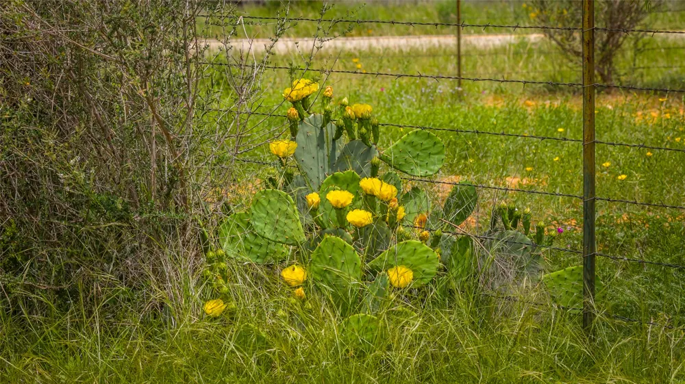 19815 Farm to Market 500 Richland Springs, TX 76871
