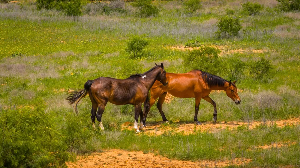 19815 Farm to Market 500 Richland Springs, TX 76871