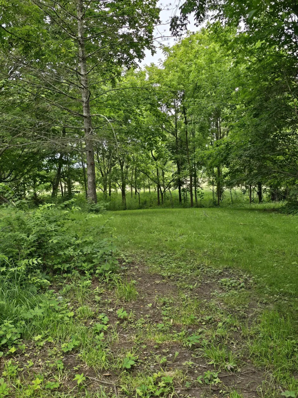 8733 S Cochran Avenue Charlotte City, MI 49076