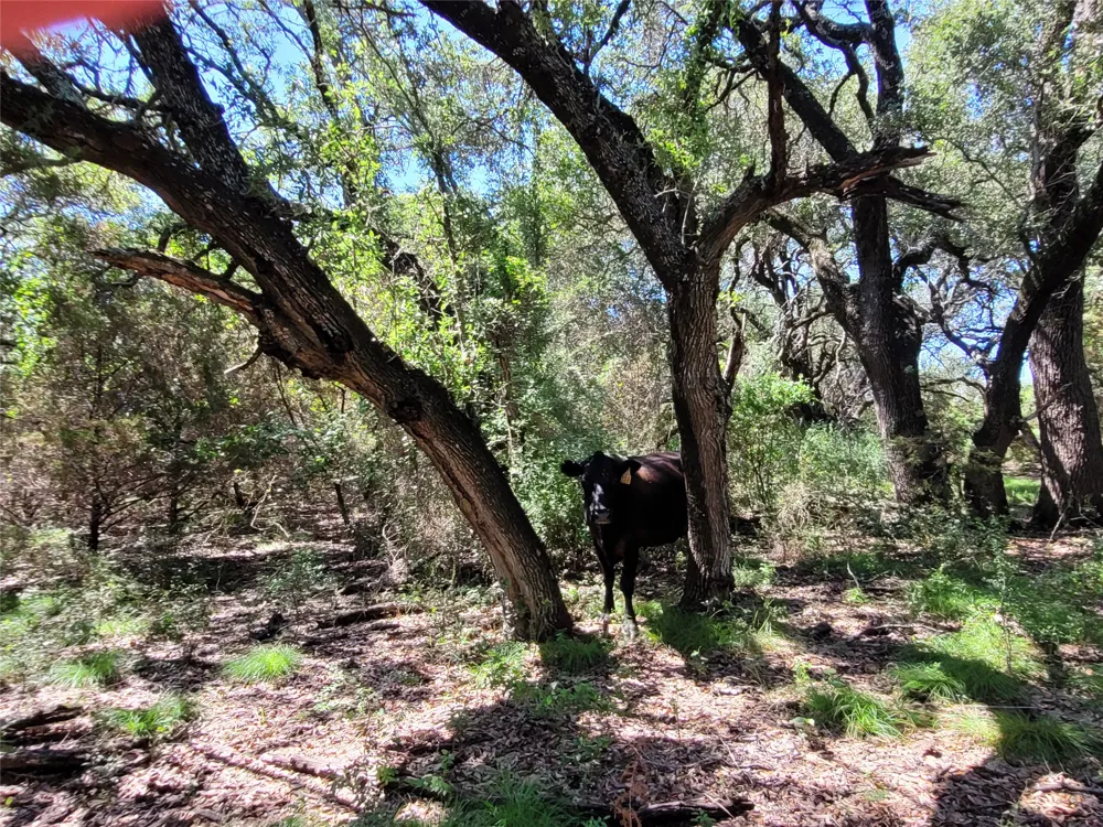 CR 1139 575 Acres Lampasas, TX 76550