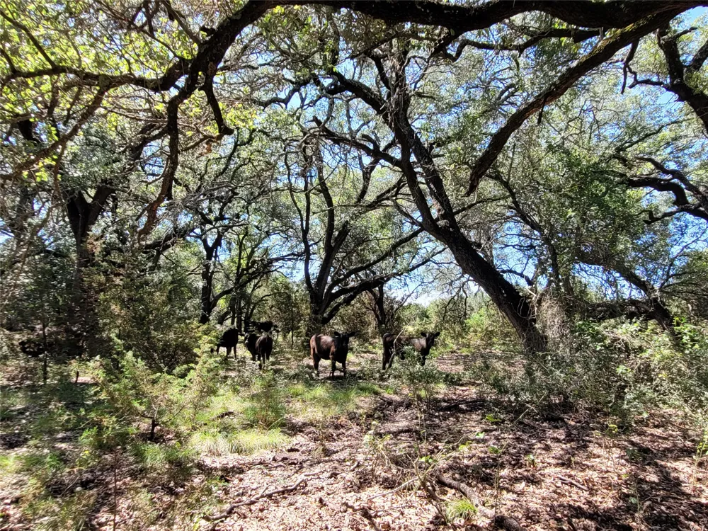County Road 1139 575 Acres Lampasas, TX 76550