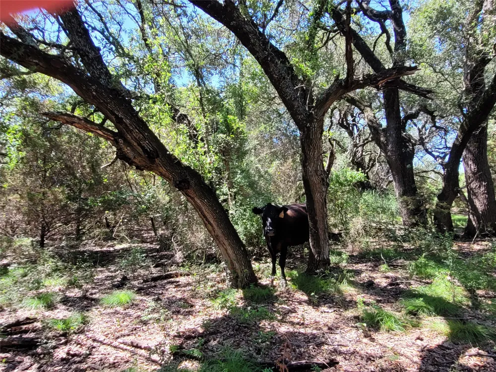 County Road 1139 575 Acres Lampasas, TX 76550
