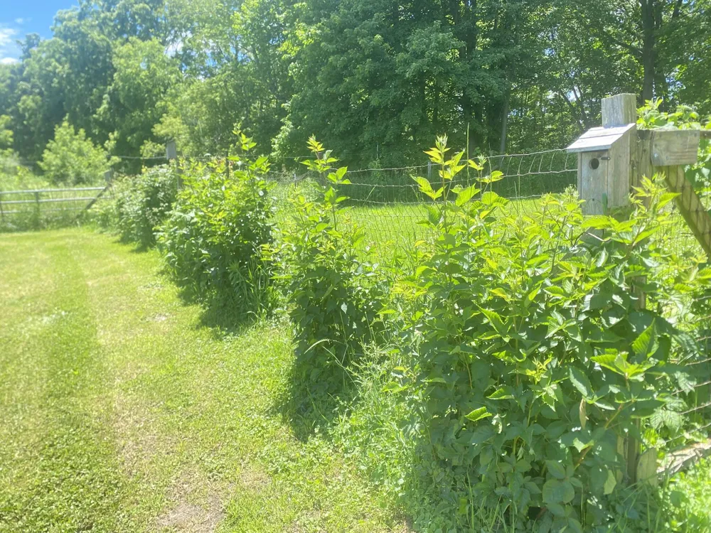 12915 Cassidy Road Assyria Township, MI 49021
