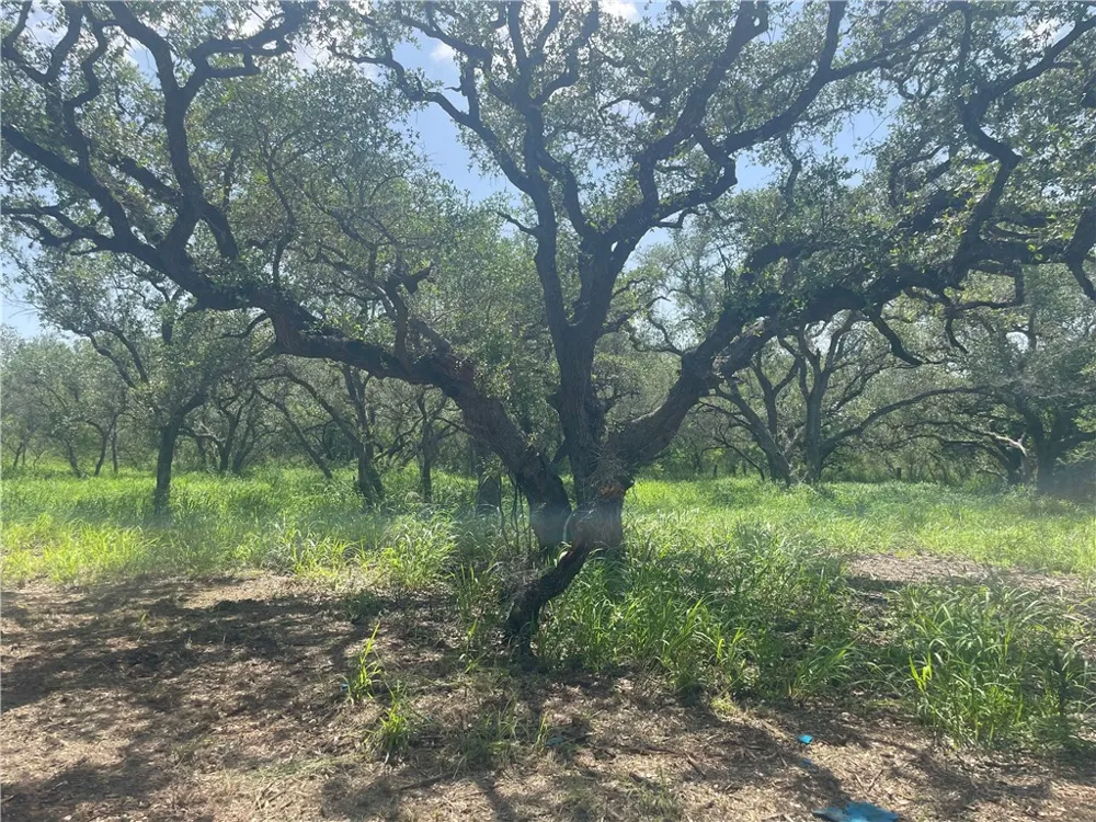 6962 County Road 604 Skidmore, TX 78389