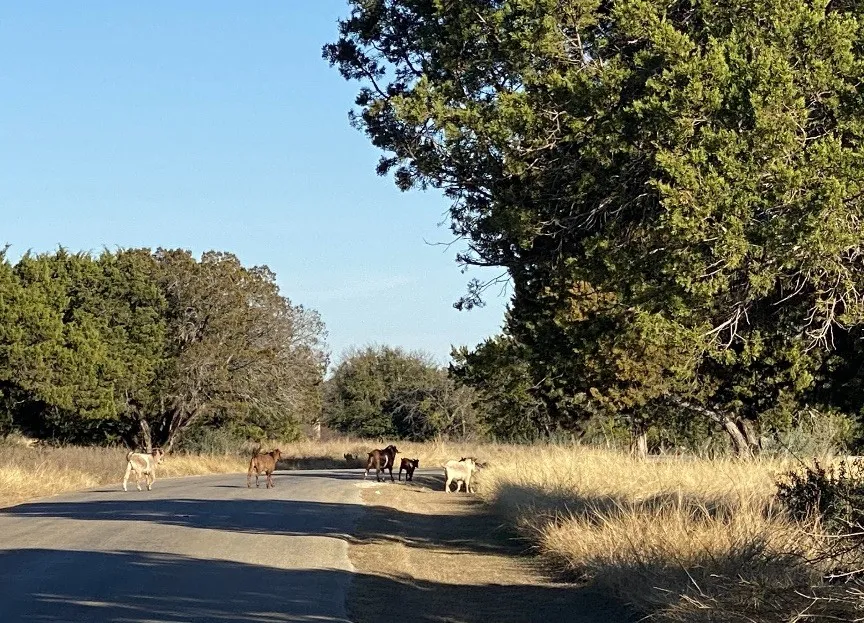 1270 Plateau Place Graford, TX 76449