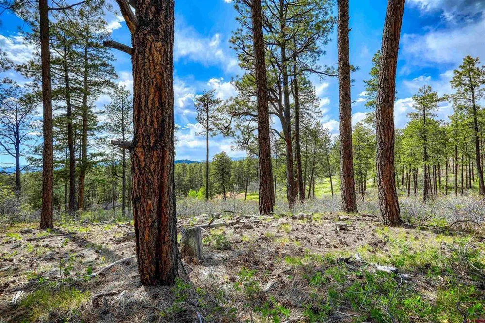 701 Piney Place Pagosa Springs, CO 81147
