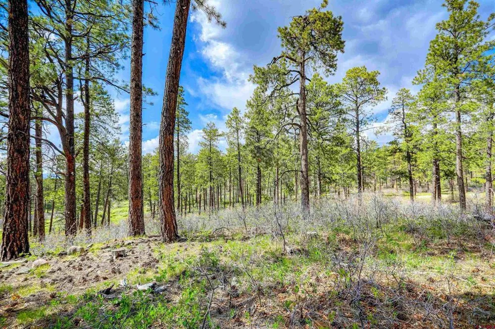 701 Piney Place Pagosa Springs, CO 81147