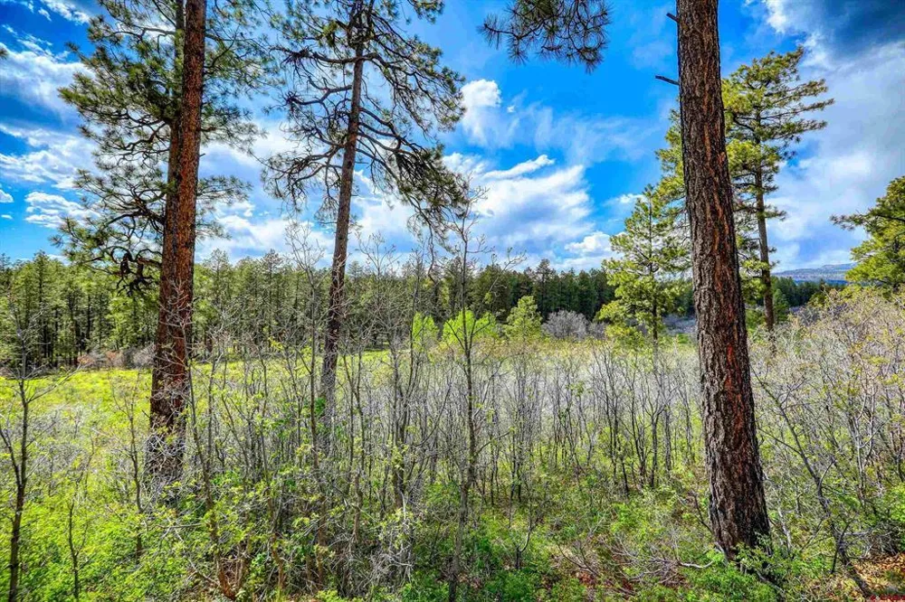 701 Piney Place Pagosa Springs, CO 81147