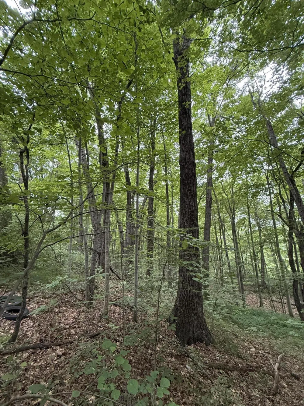 23250 W Wood Lake Road Pierson, MI 49339
