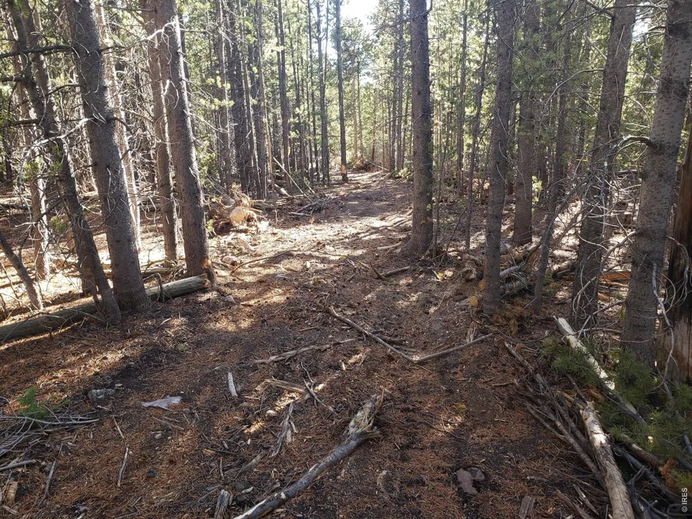 0 Forest Service 169 Lot #15 Road Red Feather Lakes, CO 80545