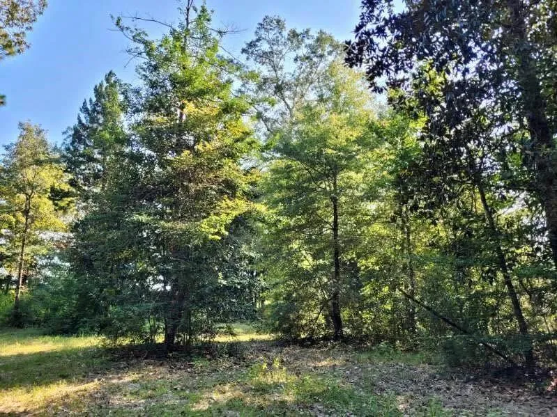 Fm 1013 Hillister, TX 77624