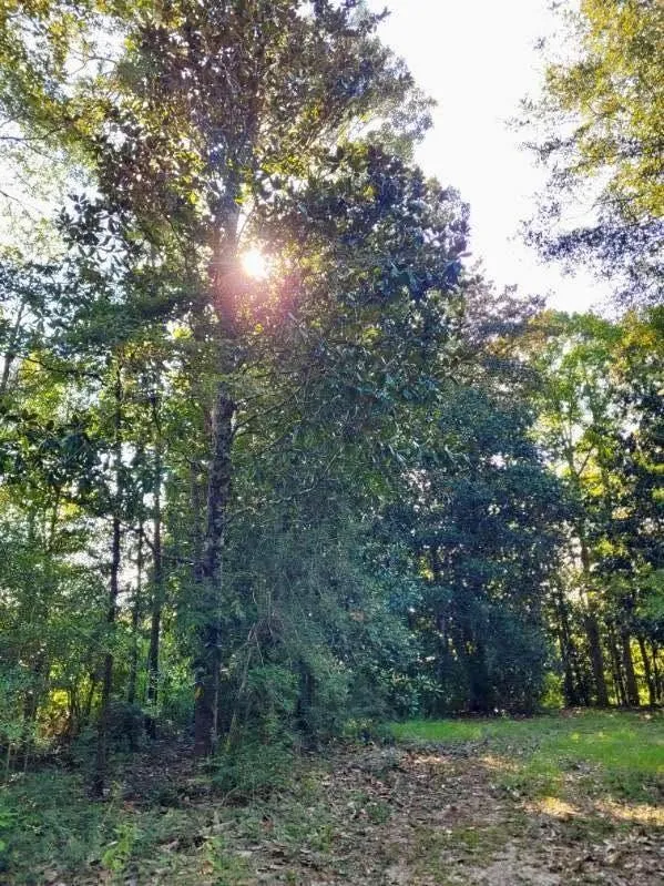 Fm 1013 Hillister, TX 77624