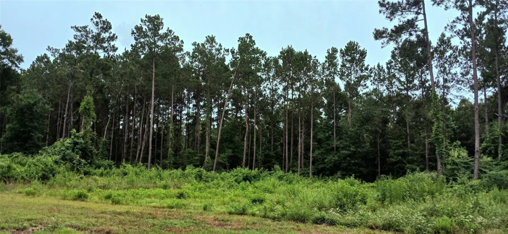 1151 County Line Road Shepherd, TX 77371