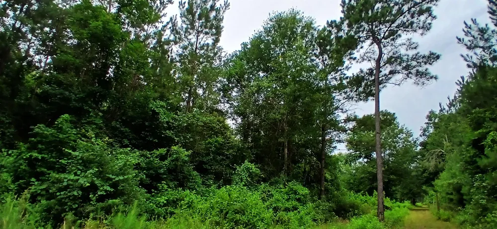 1151 County Line Road Shepherd, TX 77371