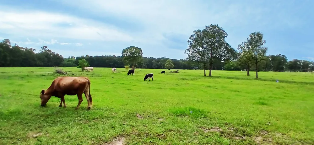 1151 County Line Road Shepherd, TX 77371
