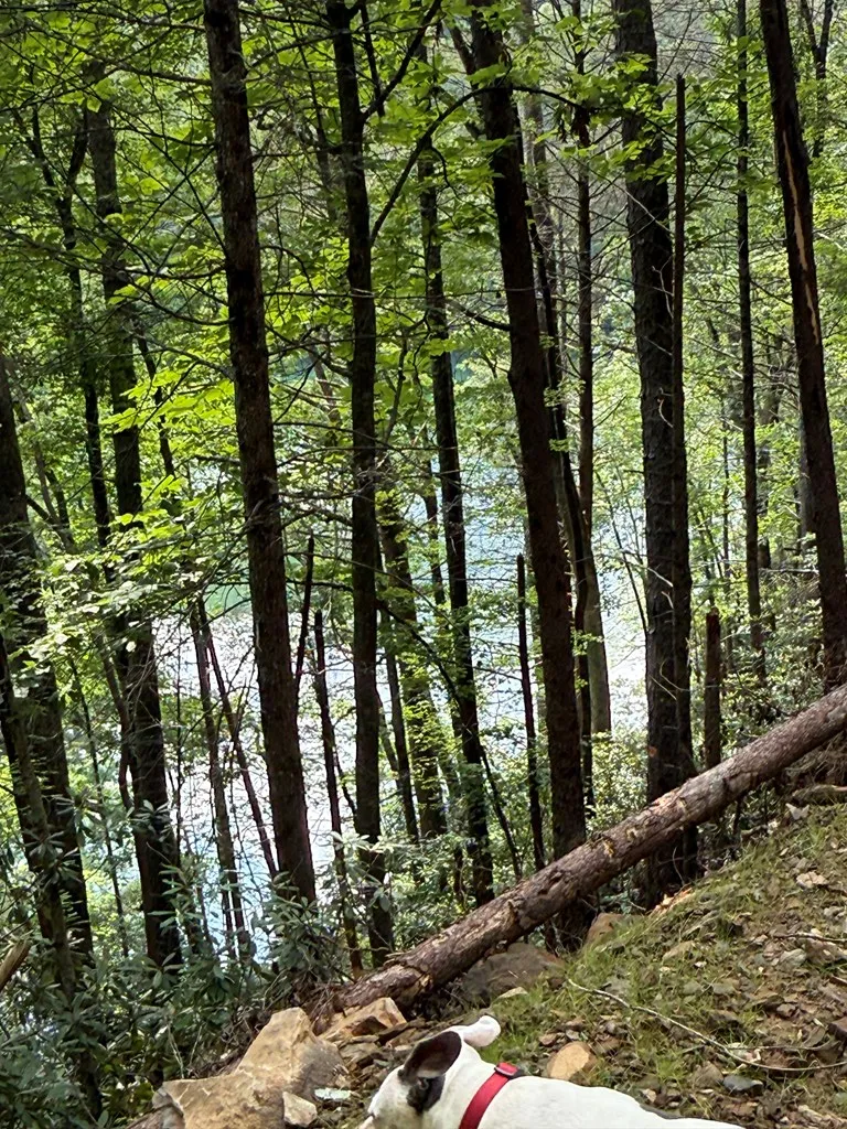00 Berry Patch Road Murphy, NC 28906