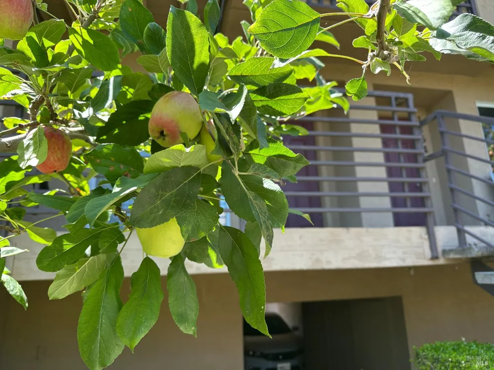1152 Pear Tree Lane Napa, CA 94558