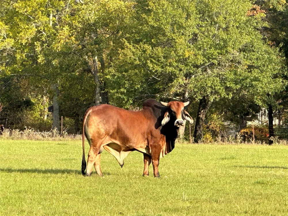 13494 County Road 2919 Eustace, TX 75124
