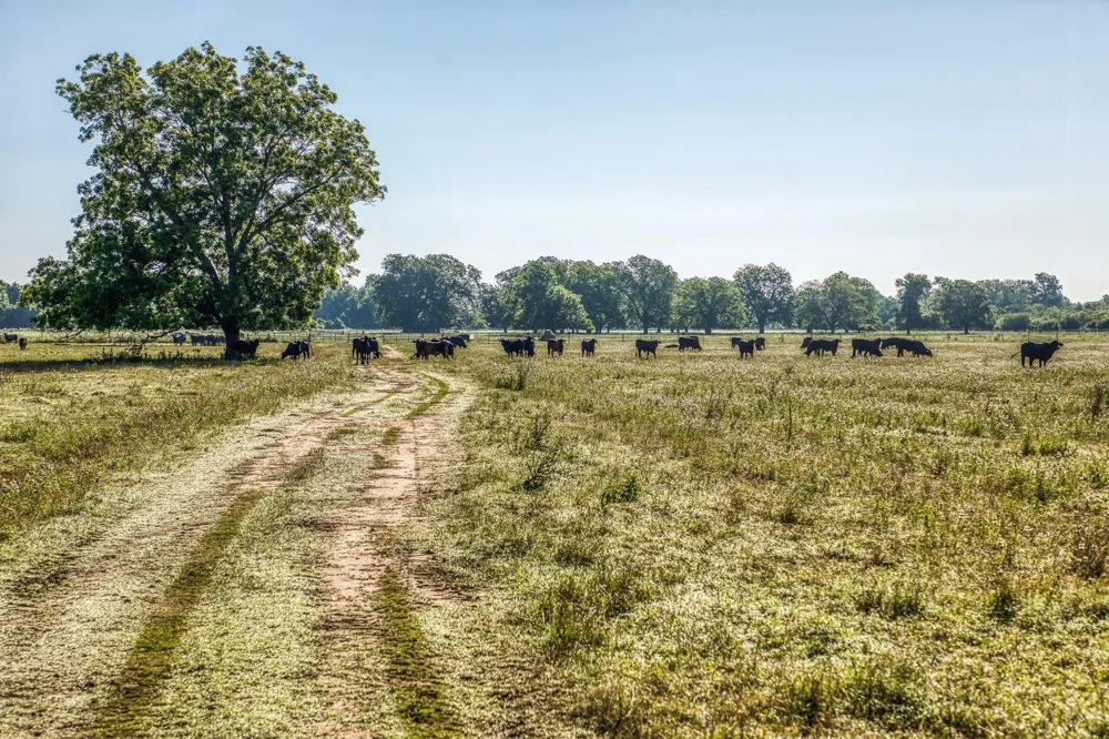20755 Holle Lane Washington, TX 77880