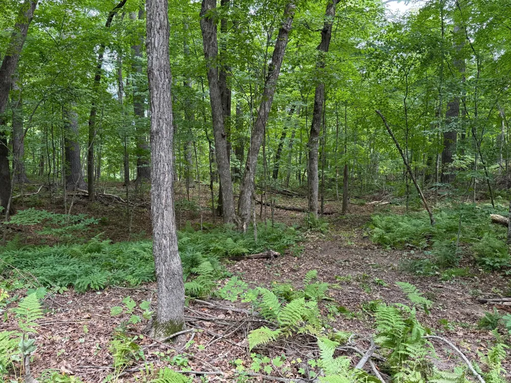 W2371 Blackhawk Road Sarona, WI 54870