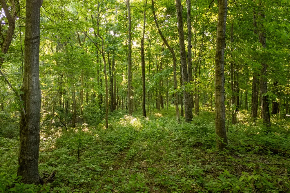 3899 Boston Theta Road Thompsons Station, TN 37179