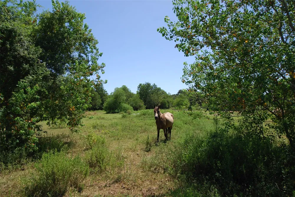 7309 Fulshear Katy Road Fulshear, TX 77441