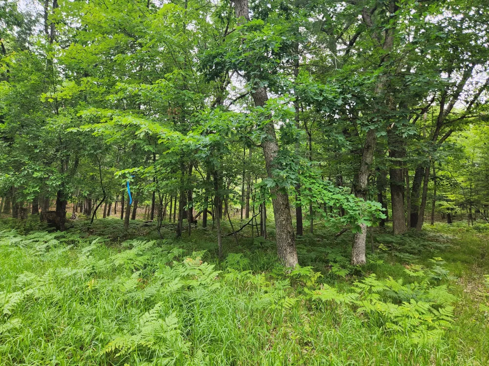 Rebecca Road Baldwin, MI 49304