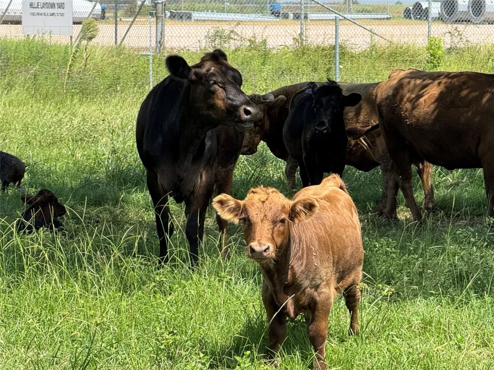 11301 S Fm 441 Road Louise, TX 77455