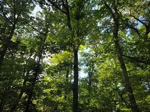 Timber Ridge