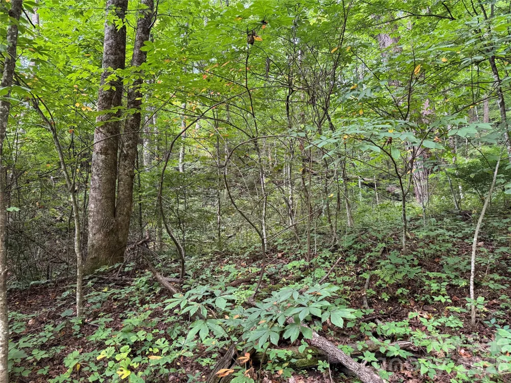LT 18 Silverbell Lane #18 Waynesville, NC 28786