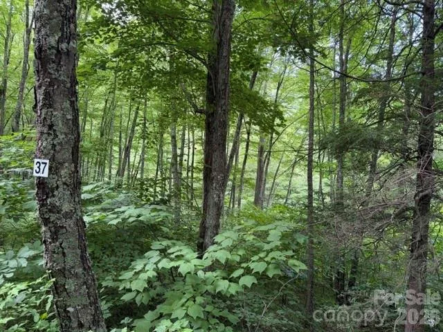 Lot 37 Odalu Trail #37 Maggie Valley, NC 28751