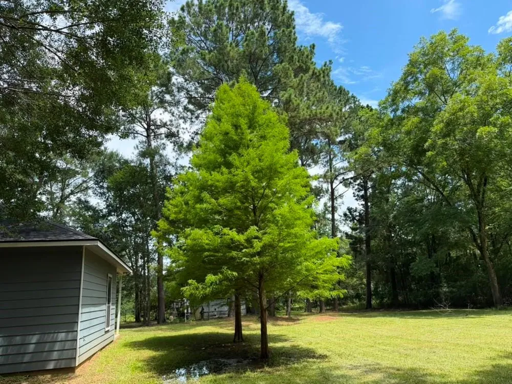 9806 State Highway 156 Coldspring, TX 77331