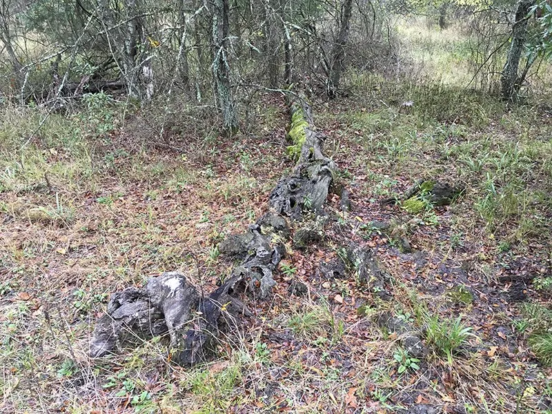 CR 3150 Emory, TX 75440