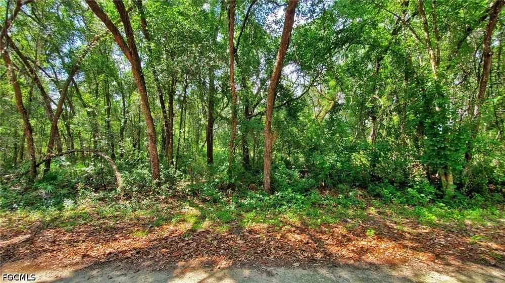 Batesfield Street Webster, FL 33597