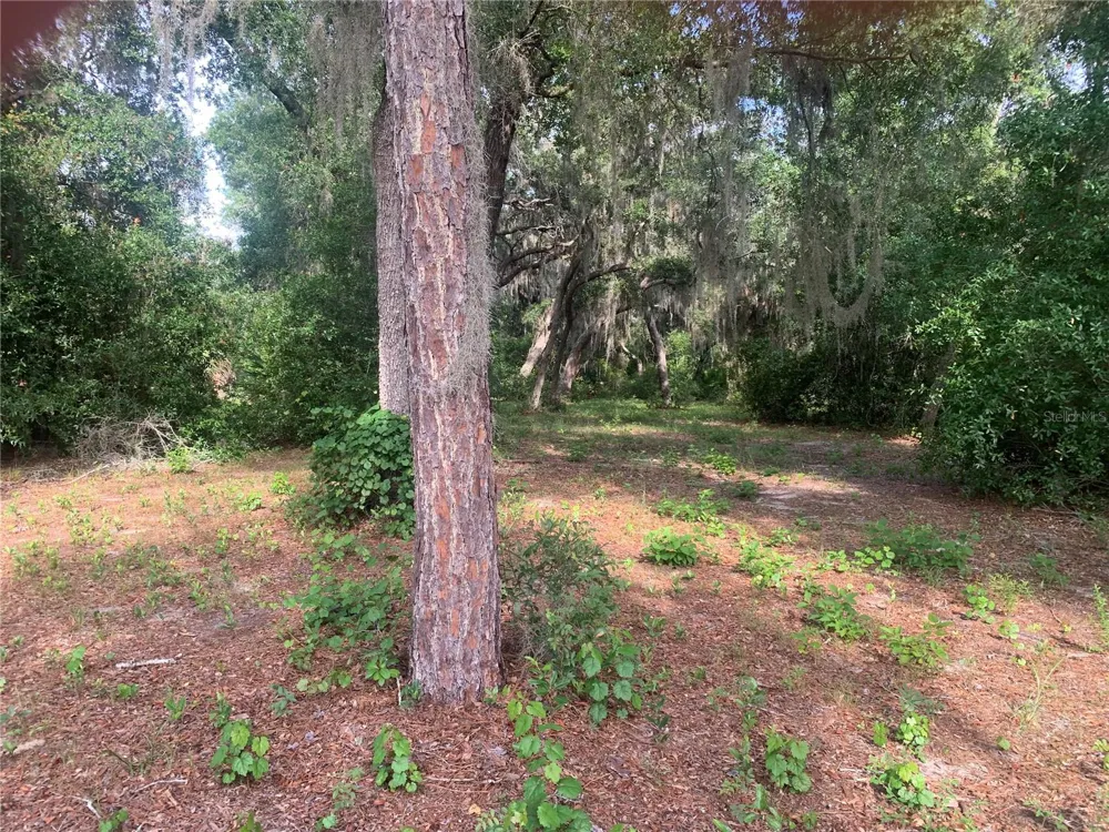 3113 BRIGHT LAKE CIRCLE Groveland, FL 34736