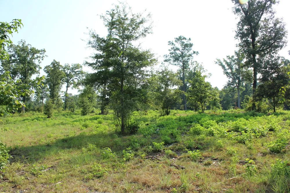 Germantown Road Minden, LA 71055