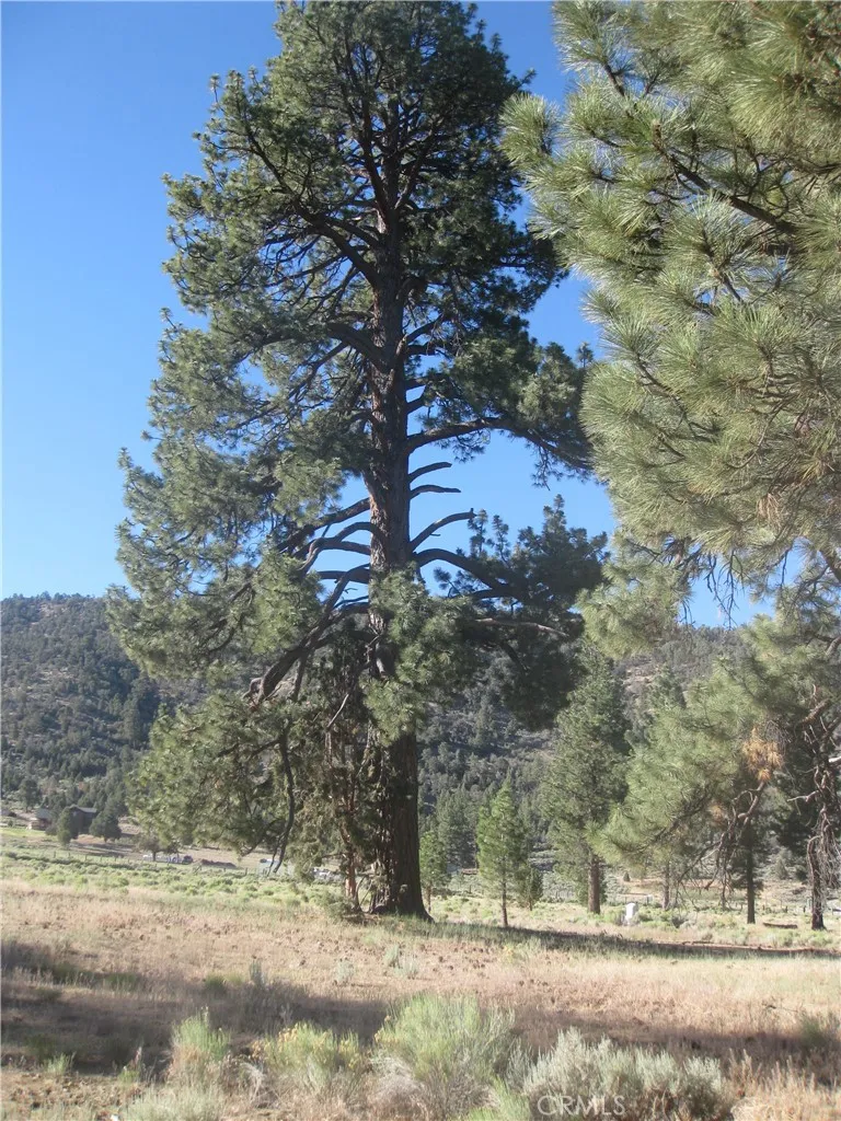 2824 Erwin Ranch Road Big Bear City, CA 92314