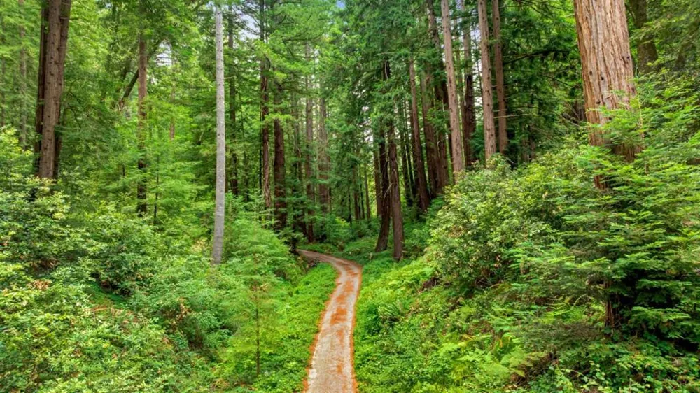 27 Willis Road Scotts Valley, CA 95066