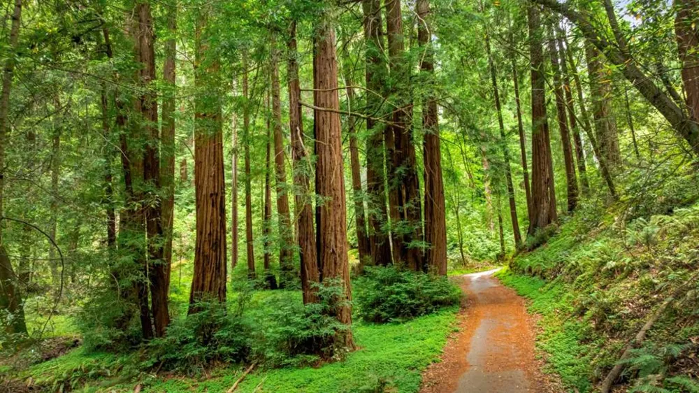 27 Willis Road Scotts Valley, CA 95066