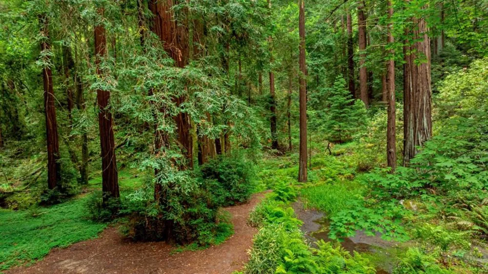 27 Willis Road Scotts Valley, CA 95066