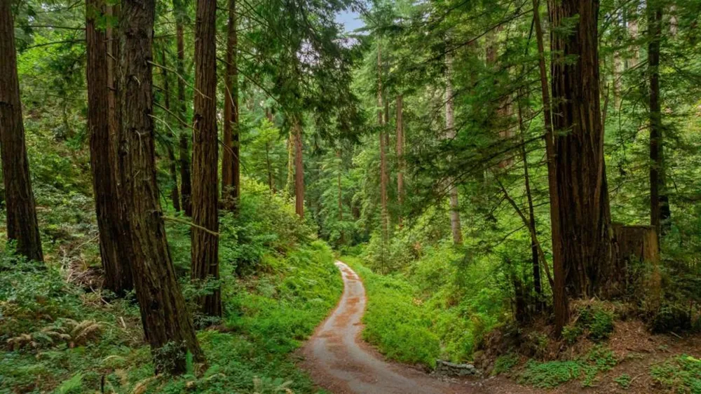 27 Willis Road Scotts Valley, CA 95066