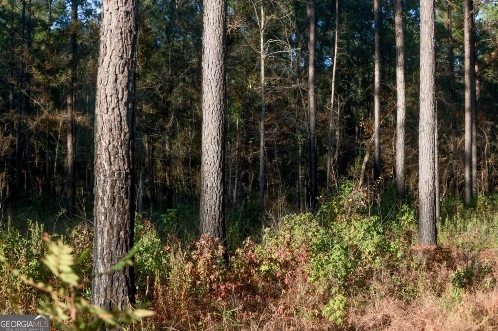 0 Old Savannah RD Millen, GA 30442