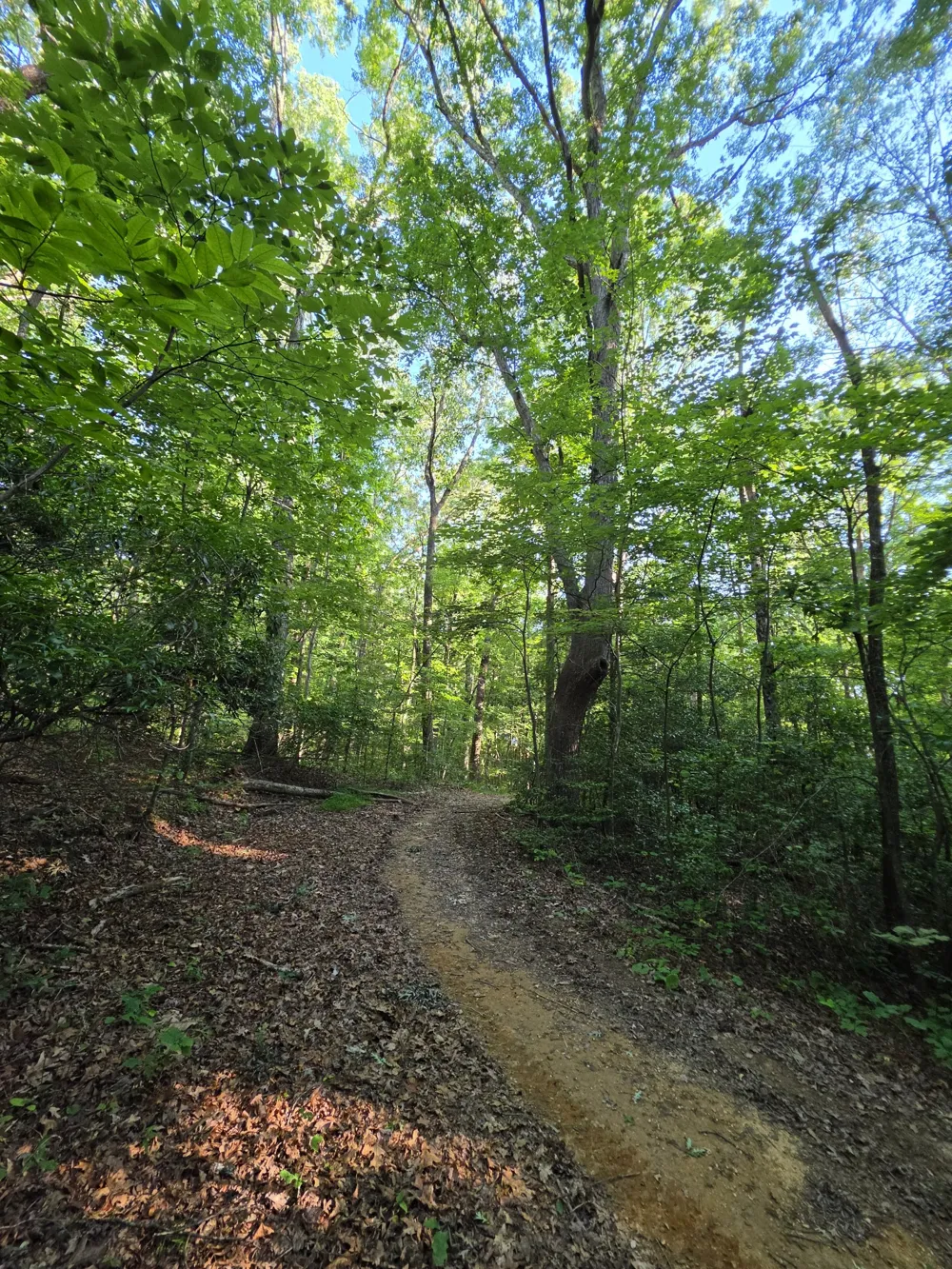 35 Chickory Ln Monteagle, TN 37356