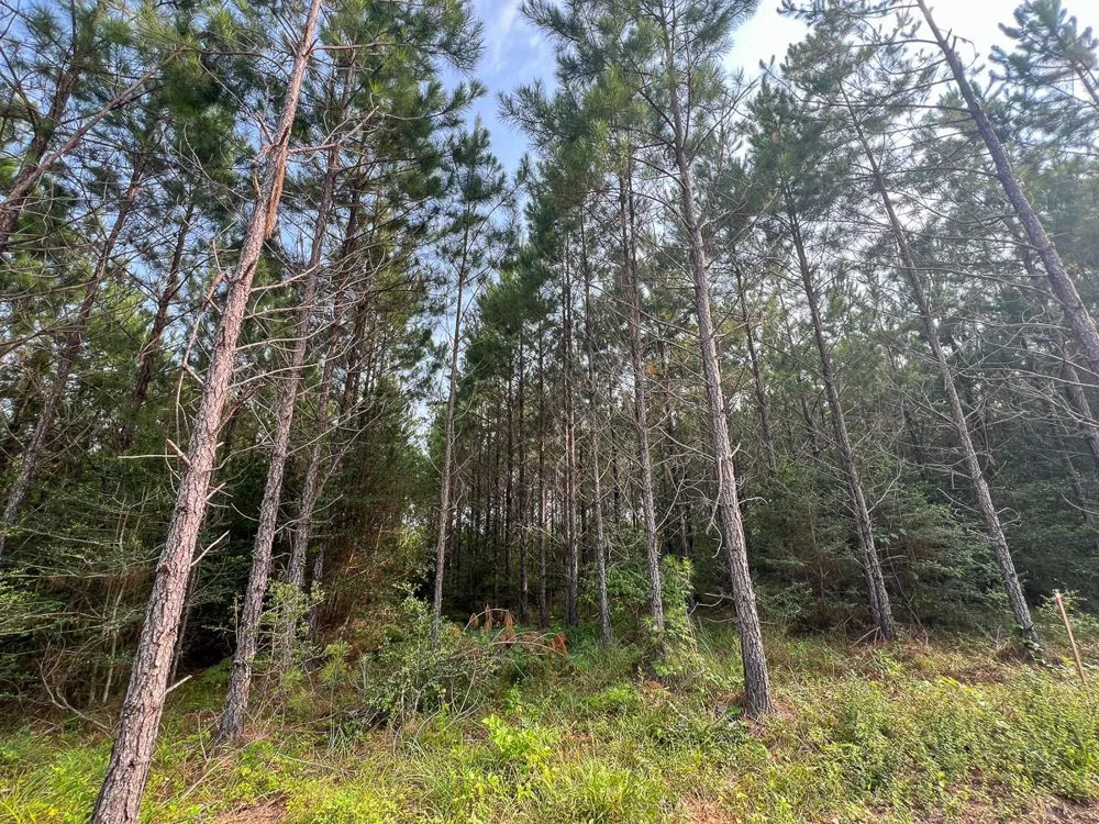 682 Cody Road Livingston, TX 77351