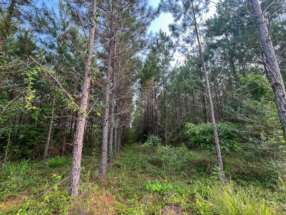 682 Cody Road Livingston, TX 77351
