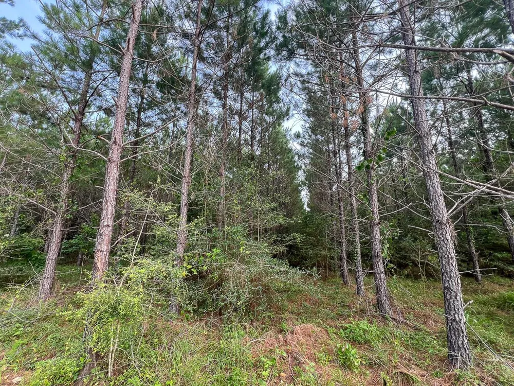 682 Cody Road Livingston, TX 77351