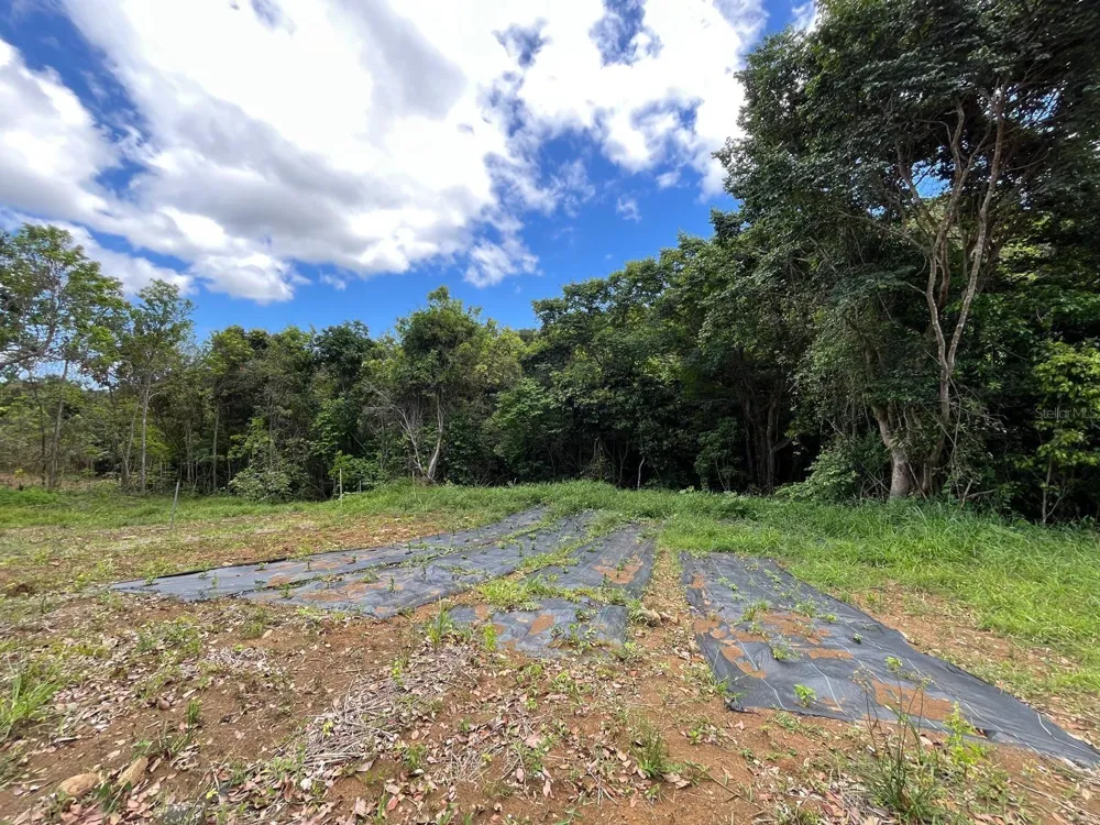 LOT 5 KM 2.5 CARRETERA 856 Carolina, PR 00987