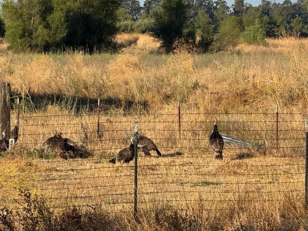 21000 County Road 95 Woodland, CA 95695