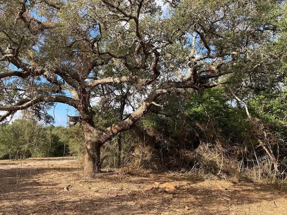 11 Loose Cow Rd Garwood, TX 77442